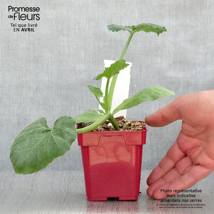 Amostra de Courgette Diamant F1 en plants Pot de 10 cm/11cm tal como entregue na primavera