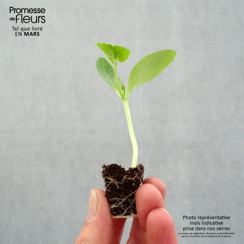 Amostra de Courgette Easy Pick Gold F1 en plants Mini-torrão Ø 3/4 cm tal como entregue na primavera