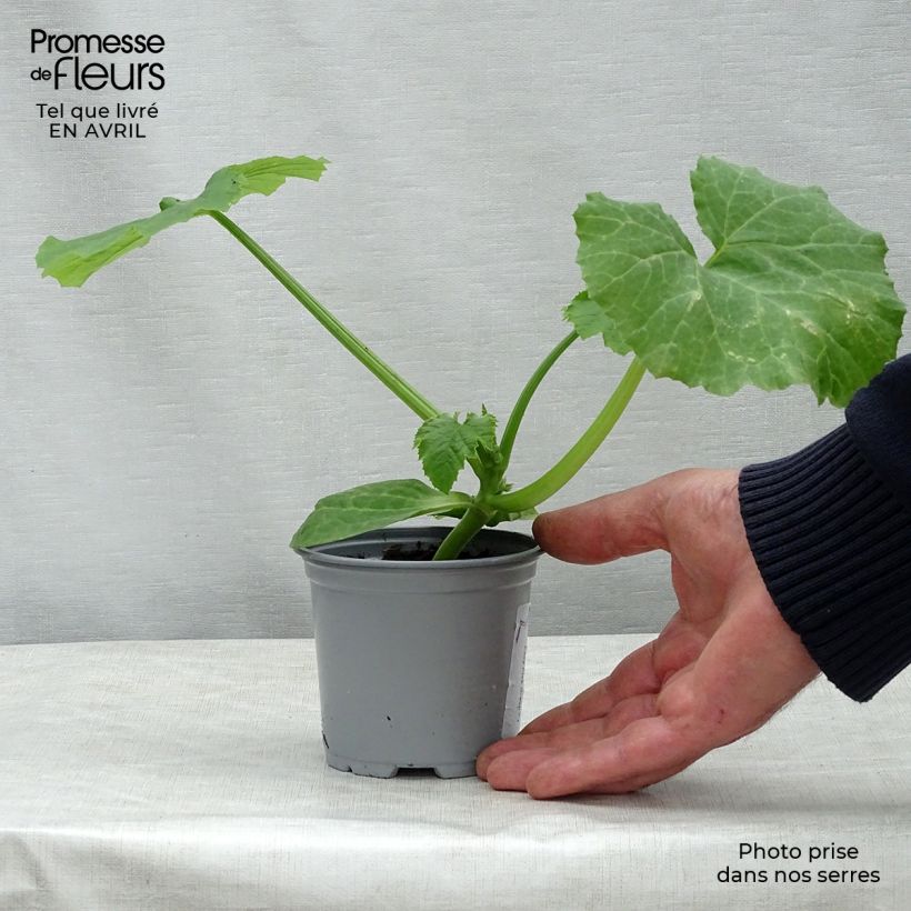 Amostra de Courgette Easy Pick Green F1 en plants Vaso de 10 cm/11 cm tal como entregue na primavera