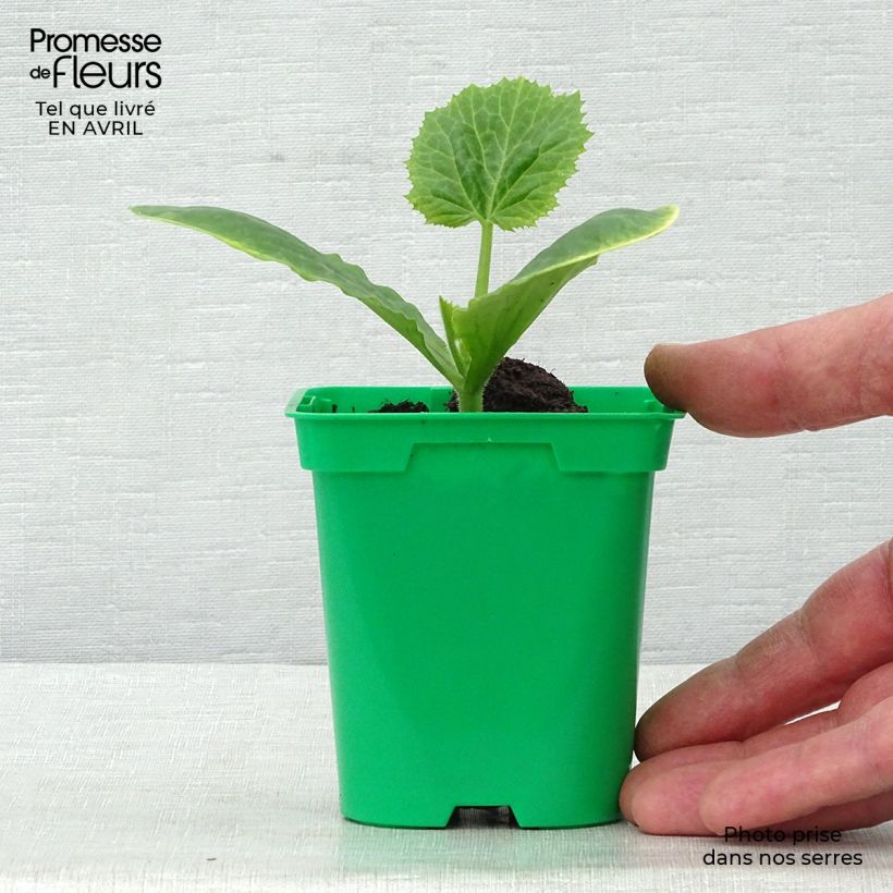 Amostra de Courgette Floridor F1 en plants Vaso de 10 cm/11 cm tal como entregue na primavera