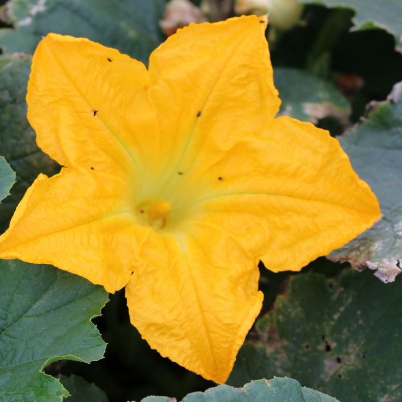 Courgette Lingodor F1 amarela (Floração)