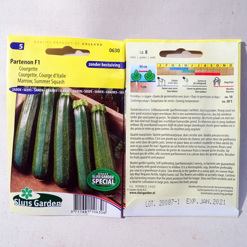 Exemplo de amostra de Courgette Partenon F1 - Cucurbita pepo per pack of 8 seeds tal como entregue