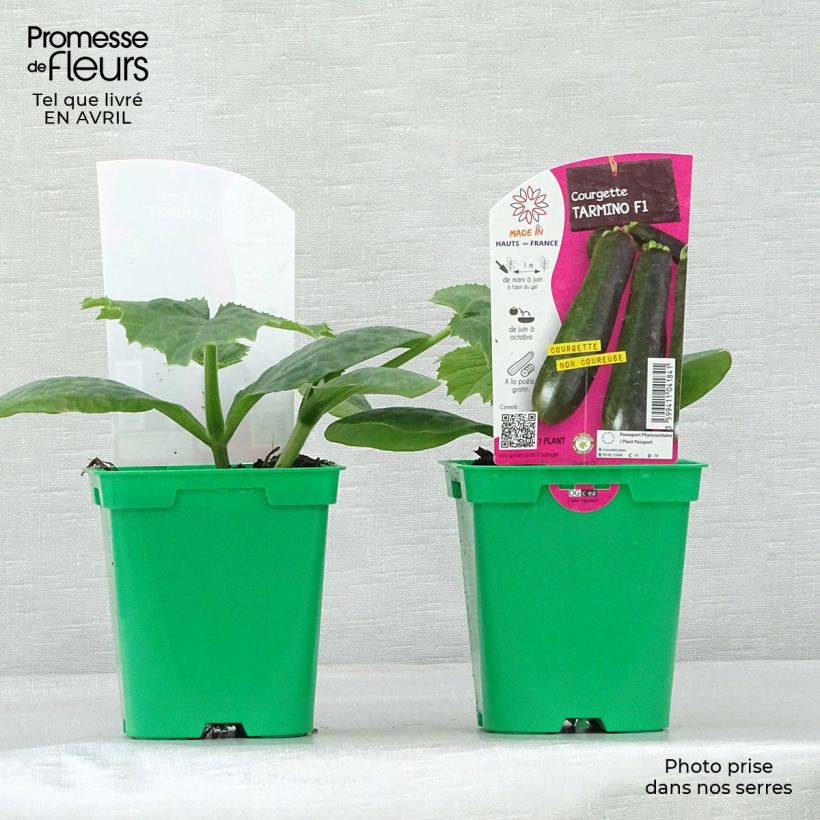 Amostra de Courgette Tarmino F1 en plants Pot de 10 cm/11cm tal como entregue na primavera
