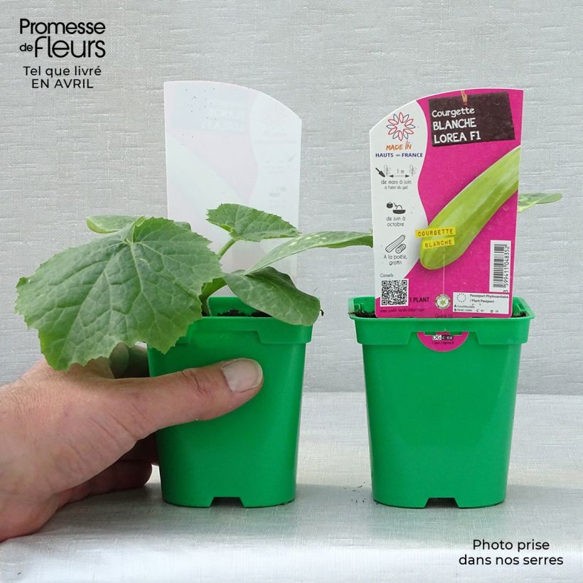 Amostra de Courgette blanche Lorea F1 en plants Pot de 10 cm/11cm tal como entregue na primavera