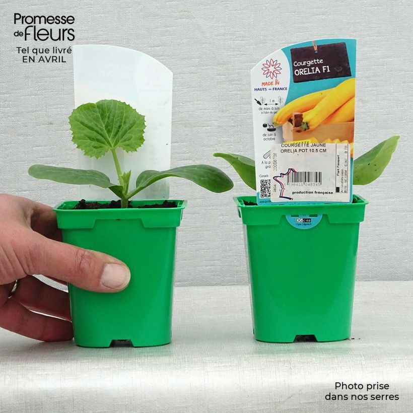 Amostra de Courgette jaune Orelia F1 en plants Pot de 10 cm/11cm tal como entregue na primavera