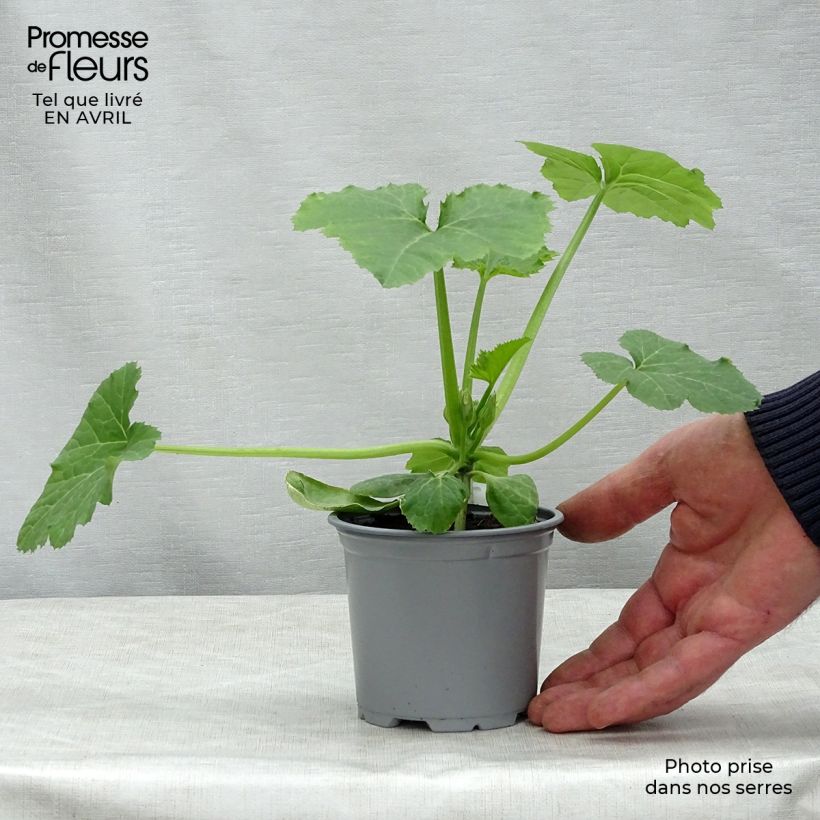 Amostra de Courgette jaune Sebring F1 en plants GREFFES  Vaso de 8/9 cm tal como entregue na primavera
