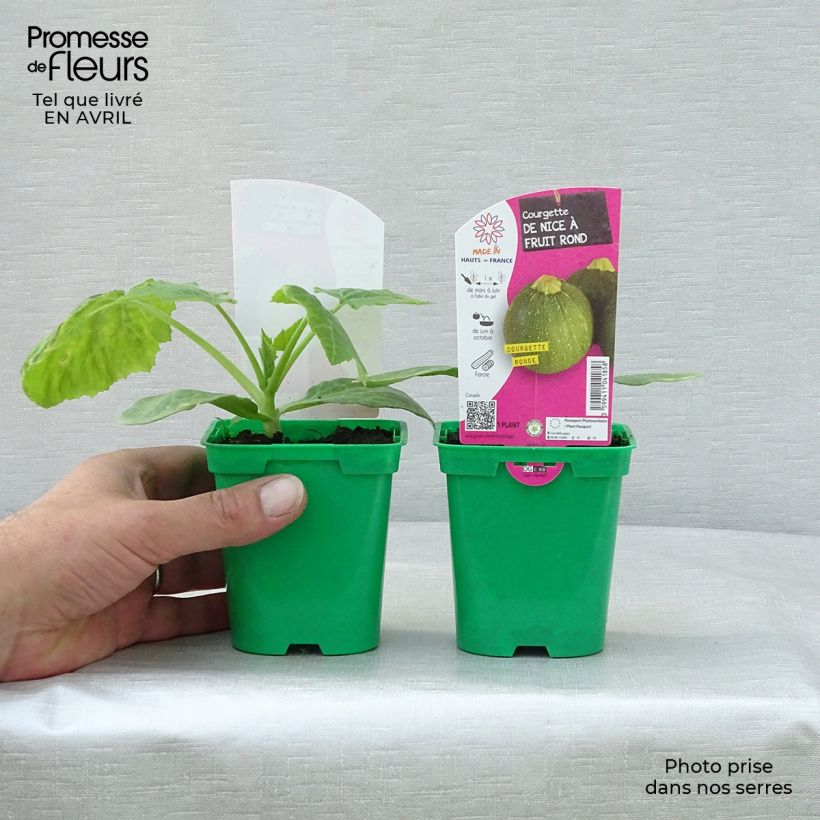 Amostra de Courgette ronde de Nice F1 en plants  - Cucurbita pepo Pot de 10 cm/11cm tal como entregue na primavera