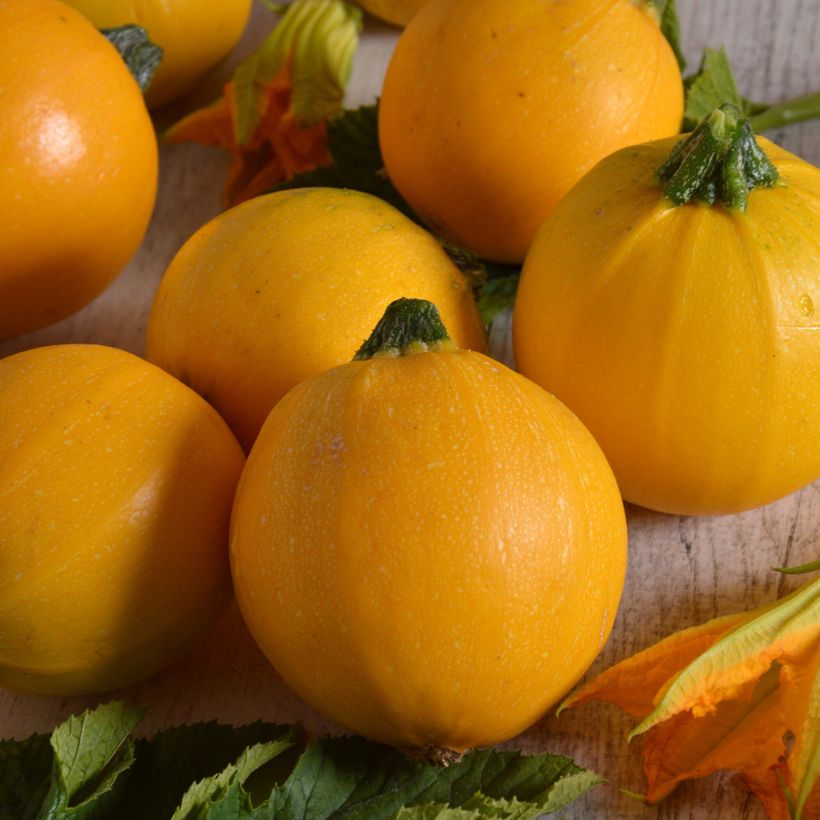 Courgette Midas F1 amarela (Colheita)