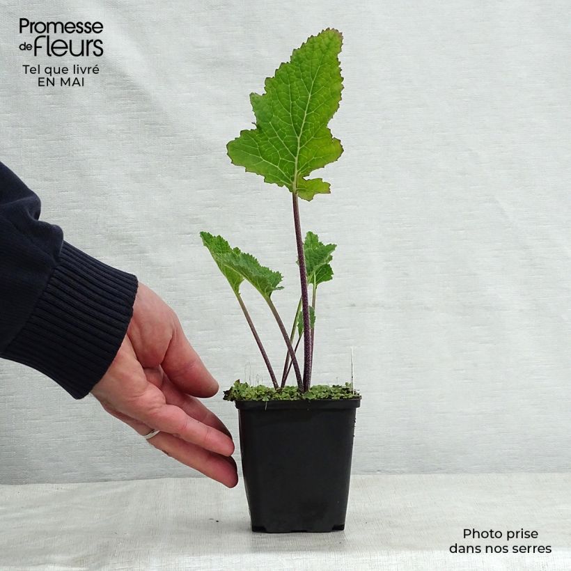 Amostra de Crambe cordifolia Vaso de 8/9 cm tal como entregue na primavera