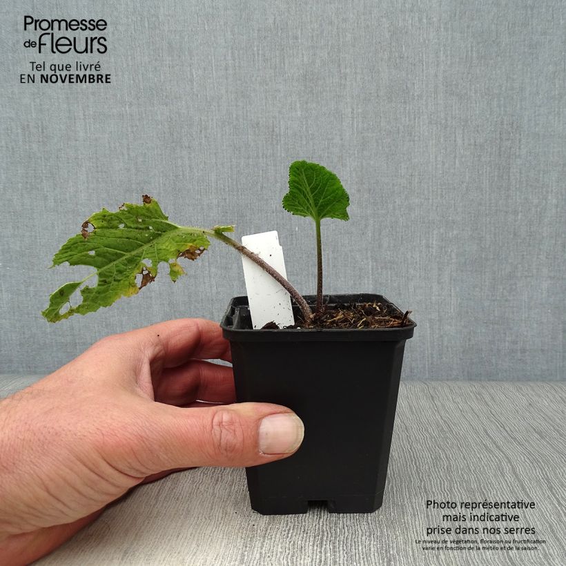 Amostra de Crambe cordifolia Vaso de 8/9 cm tal como entregue no outono