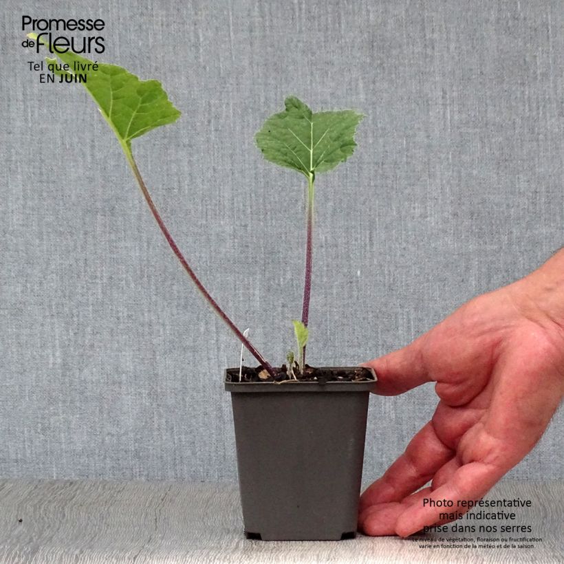Amostra de Crambe cordifolia Vaso de 8/9 cm tal como entregue no verão