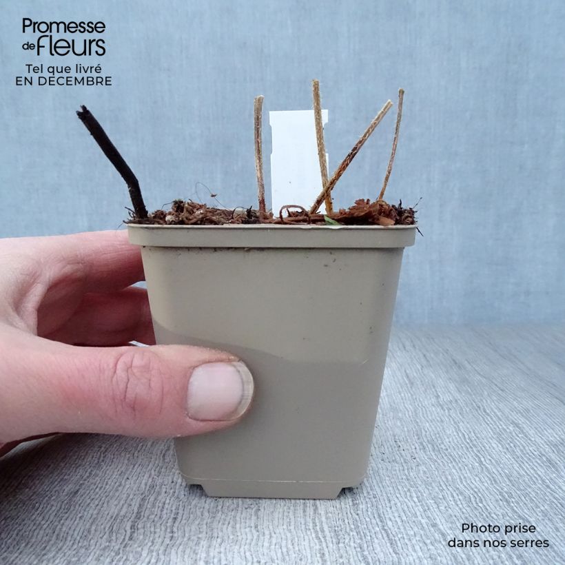 Amostra de Crambe cordifolia Vaso de 8/9 cm tal como entregue no inverno