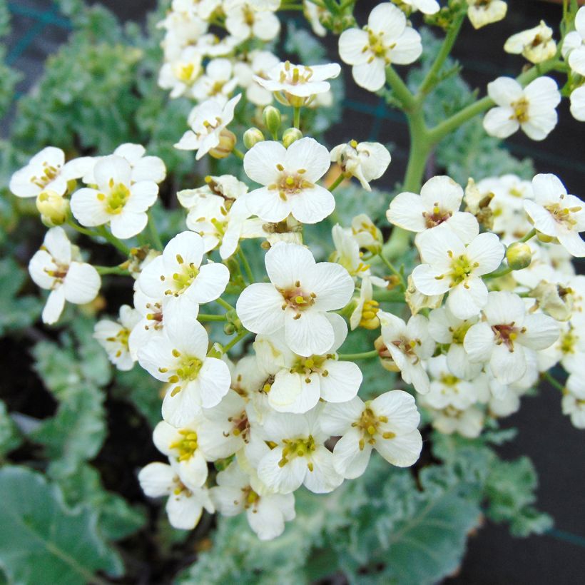 Crambe maritima (Floração)