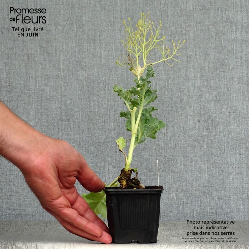 Amostra de Crambe maritima Vaso de 8/9 cm tal como entregue no verão