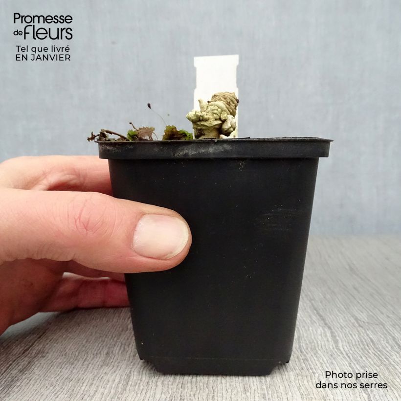 Amostra de Crambe maritima Vaso de 8/9 cm tal como entregue no inverno