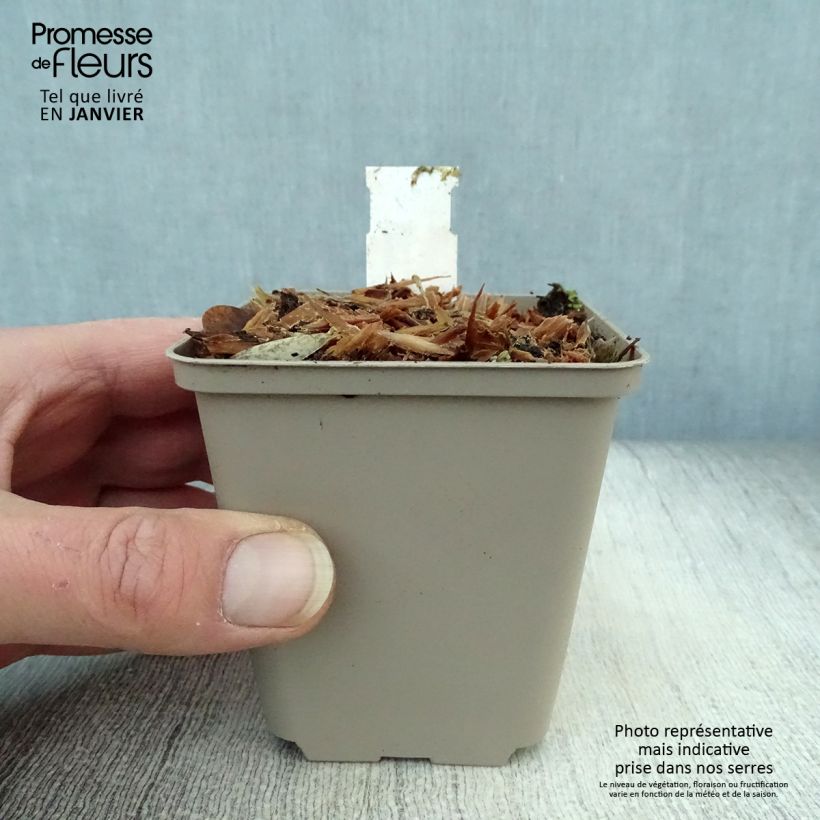 Amostra de Crambe orientalis Morning Snow - Chou nuage Vaso de 8/9 cm tal como entregue no inverno