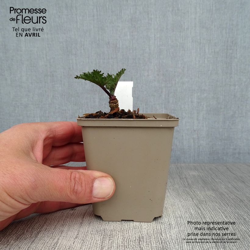 Amostra de Crambe orientalis Morning Snow Vaso de 8/9 cm tal como entregue na primavera