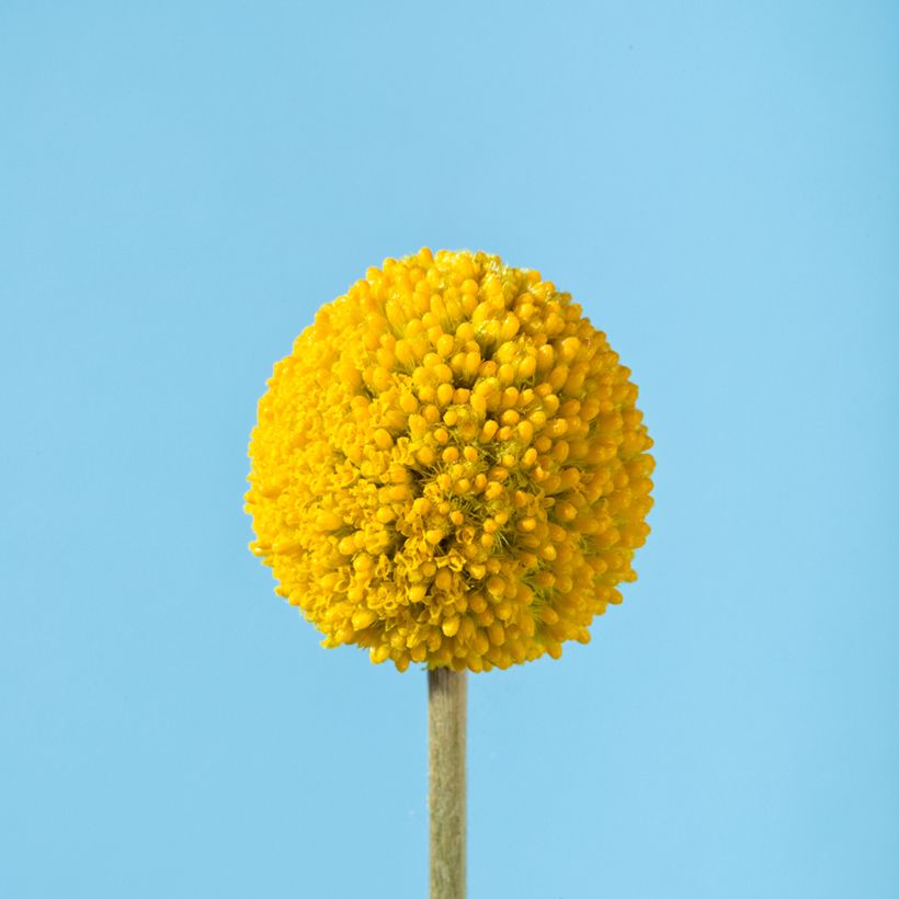 Craspedia globosa Golf Beauty (Floração)