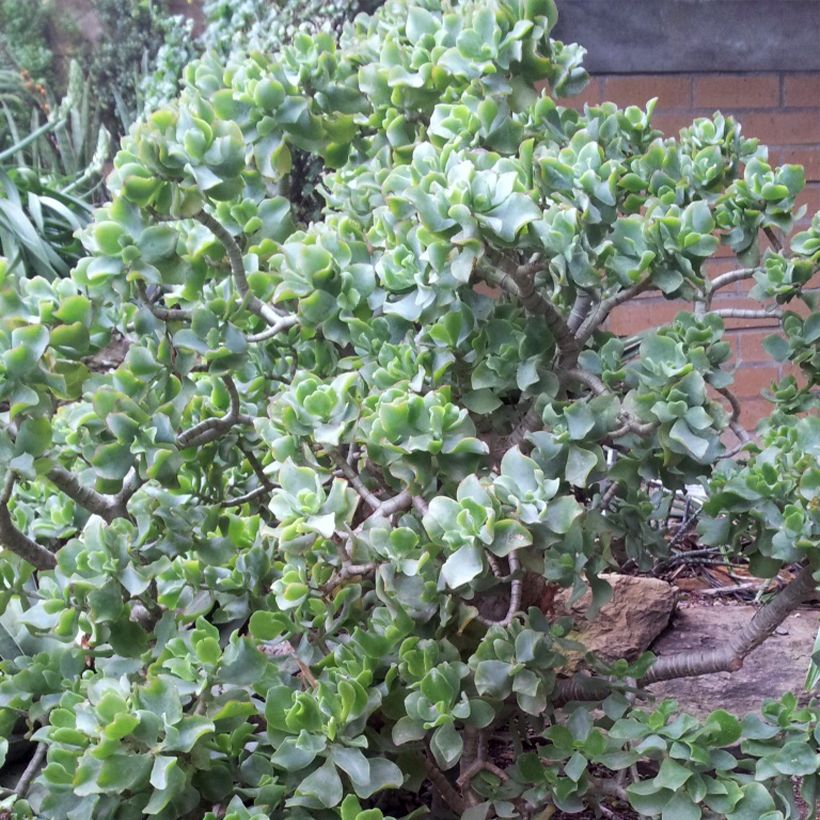 Crassula arborescens Curly Grey (Hábito)