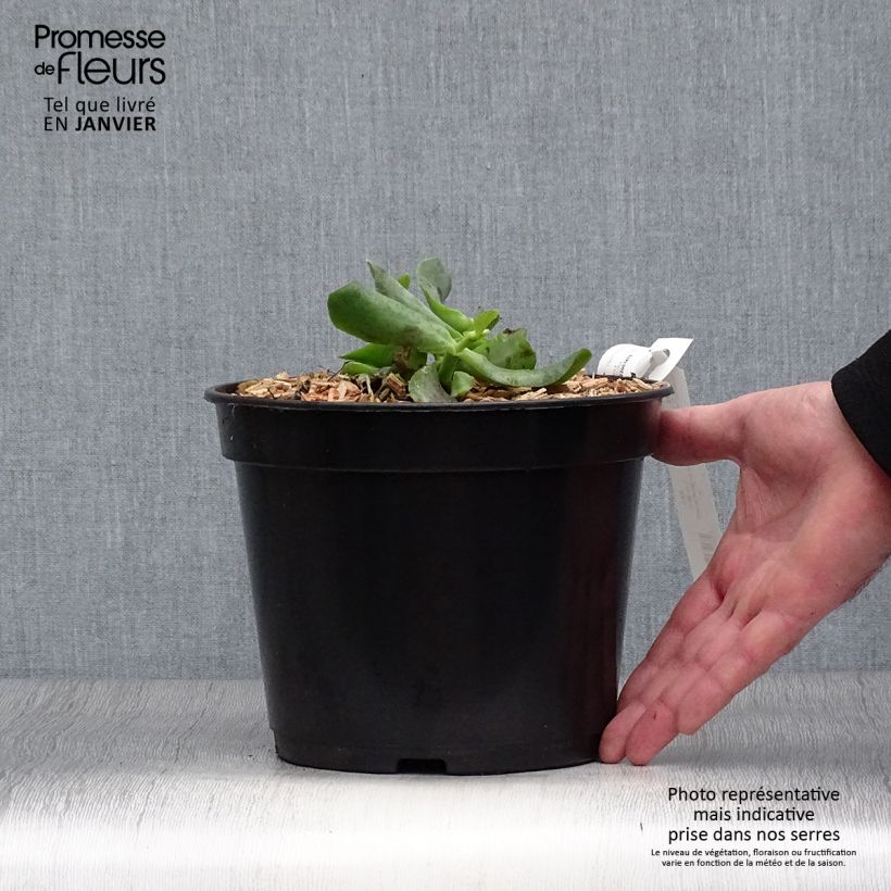Amostra de Crassula arborescens Curly Grey Pot de 3L/4L tal como entregue no inverno