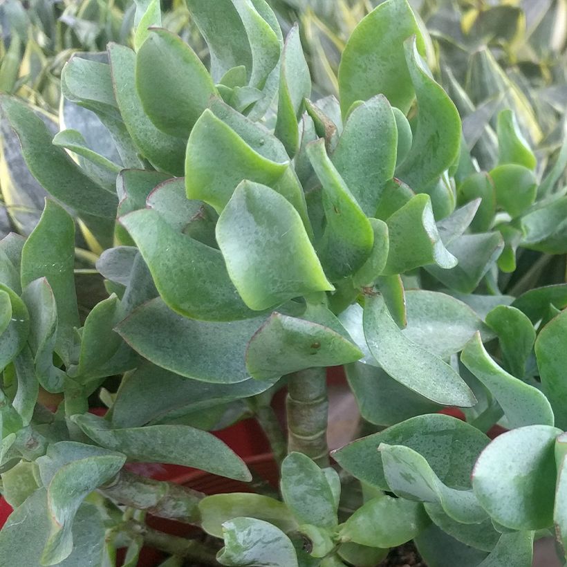 Crassula arborescens Curly Grey (Folhagem)