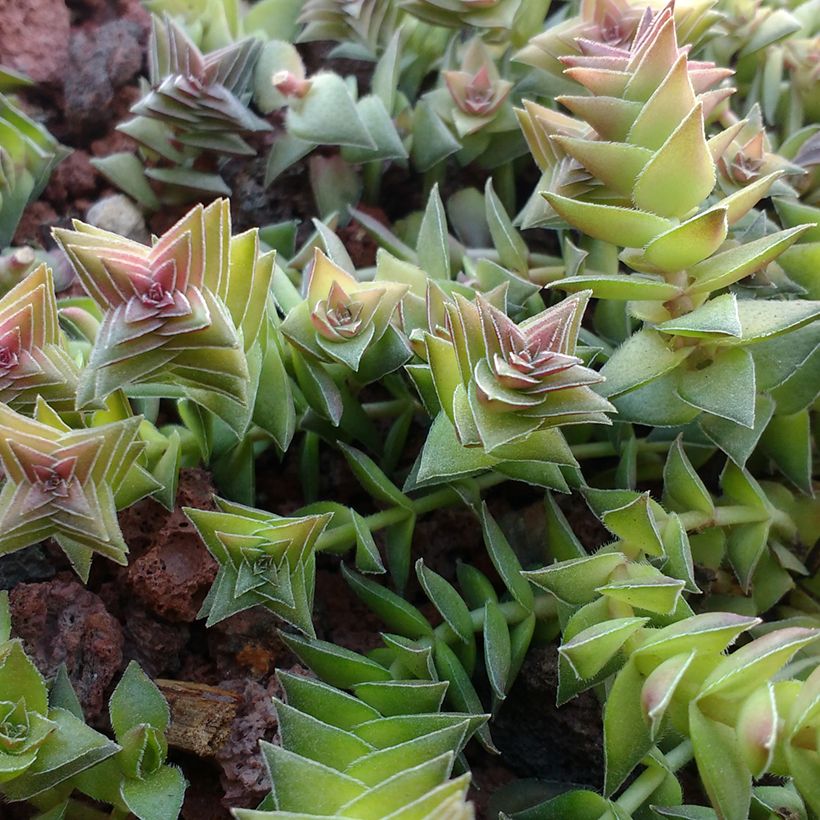 Crassula capitella (Folhagem)