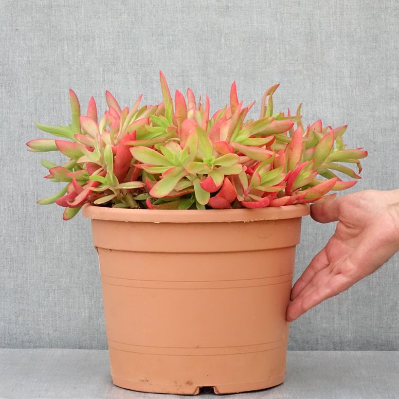 Amostra de Crassula capitella Vaso de 7,5 L/10 L tal como entregue no inverno