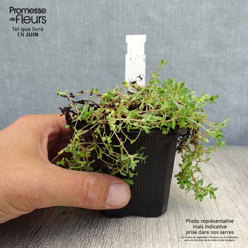 Amostra de Crassula exilis subsp. sedifolia Vaso de 8/9 cm tal como entregue no verão