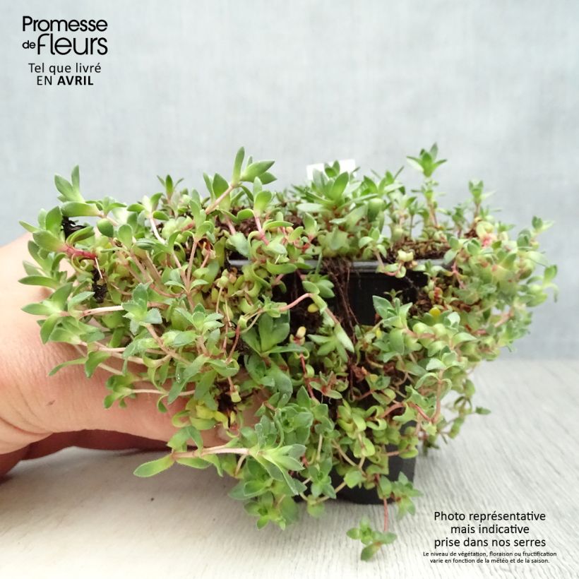 Amostra de Crassula exilis subsp. sedifolia Godet de 8/9 cm tal como entregue na primavera