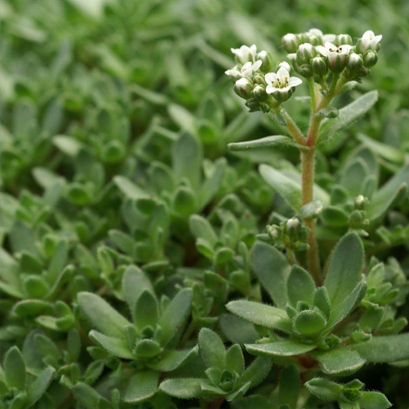 Crassula exilis subsp. sedifolia (Folhagem)