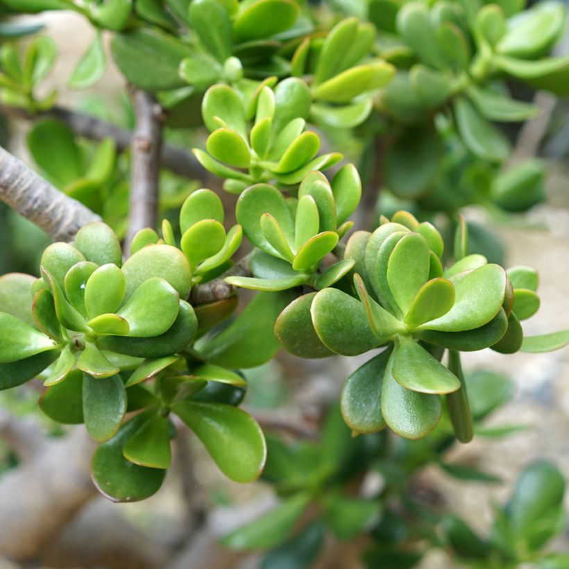 Crassula ovata - Planta-jade (Folhagem)