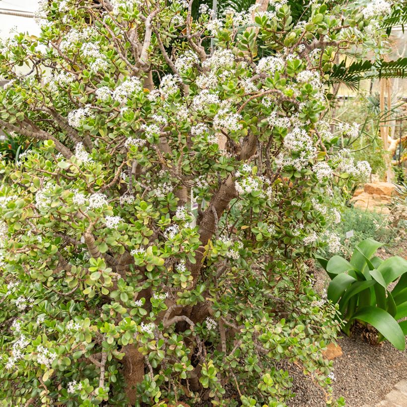 Crassula ovata - Planta-jade (Hábito)