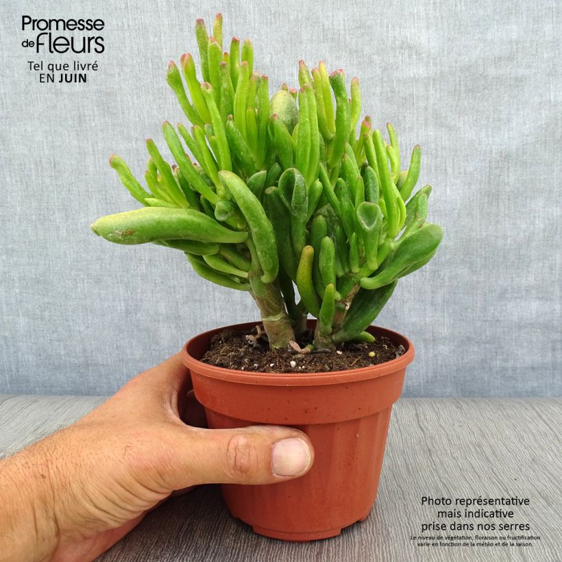 Amostra de Crassula ovata Hobbit Vaso de 12 cm/13 cm tal como entregue no verão