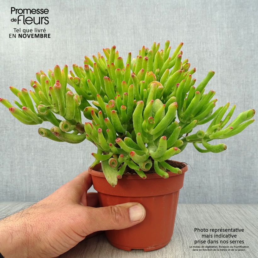 Amostra de Crassula ovata Hobbit Vaso de 12 cm/13 cm tal como entregue no outono