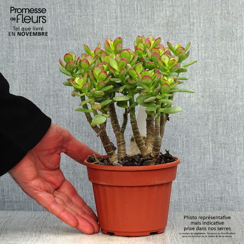 Amostra de Crassula ovata Minor Vaso de 1 L/1,5 L tal como entregue no outono