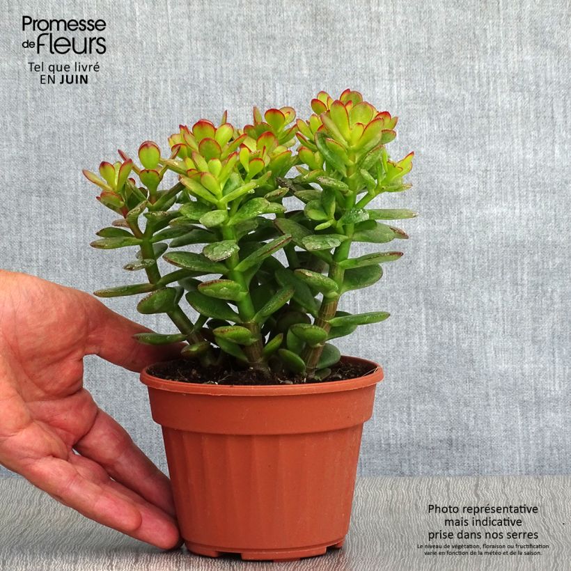Amostra de Crassula ovata Minor Vaso de 1 L/1,5 L tal como entregue no verão
