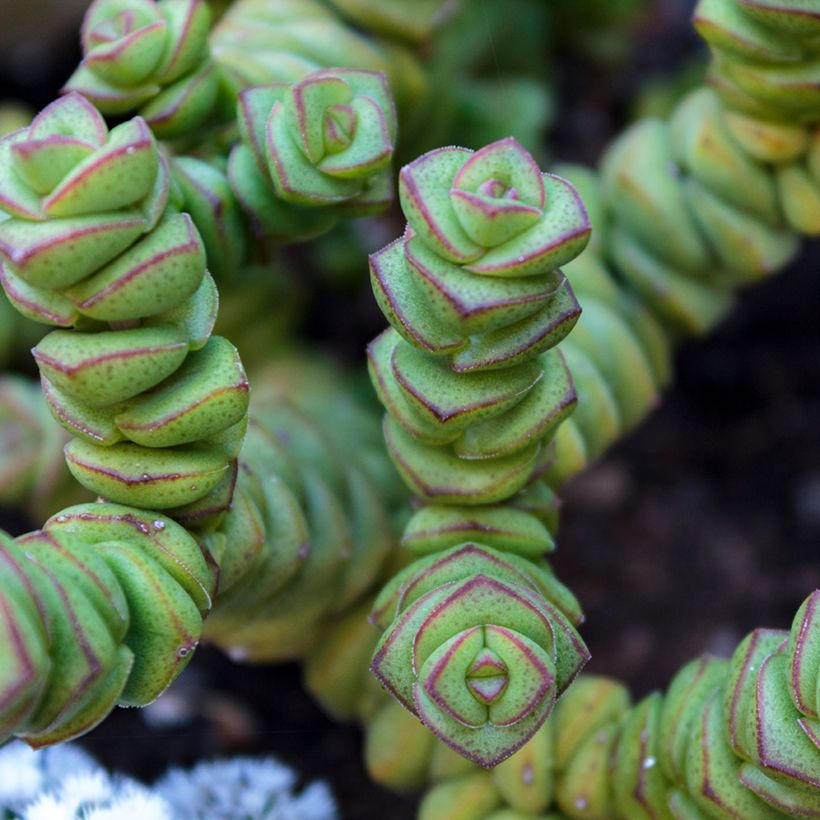 Crassula perforata - Colar de botões (Folhagem)