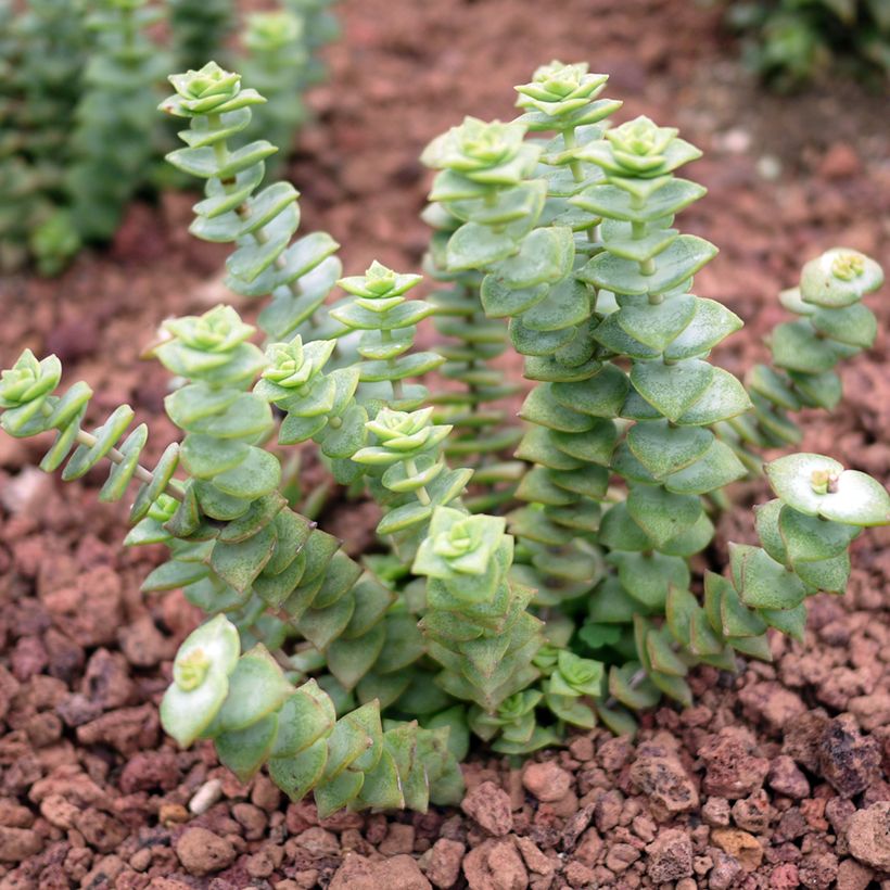 Crassula perforata - Colar de botões (Hábito)