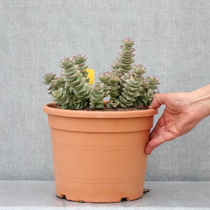 Amostra de Crassula perforata Pot de 7,5L/10L tal como entregue no inverno
