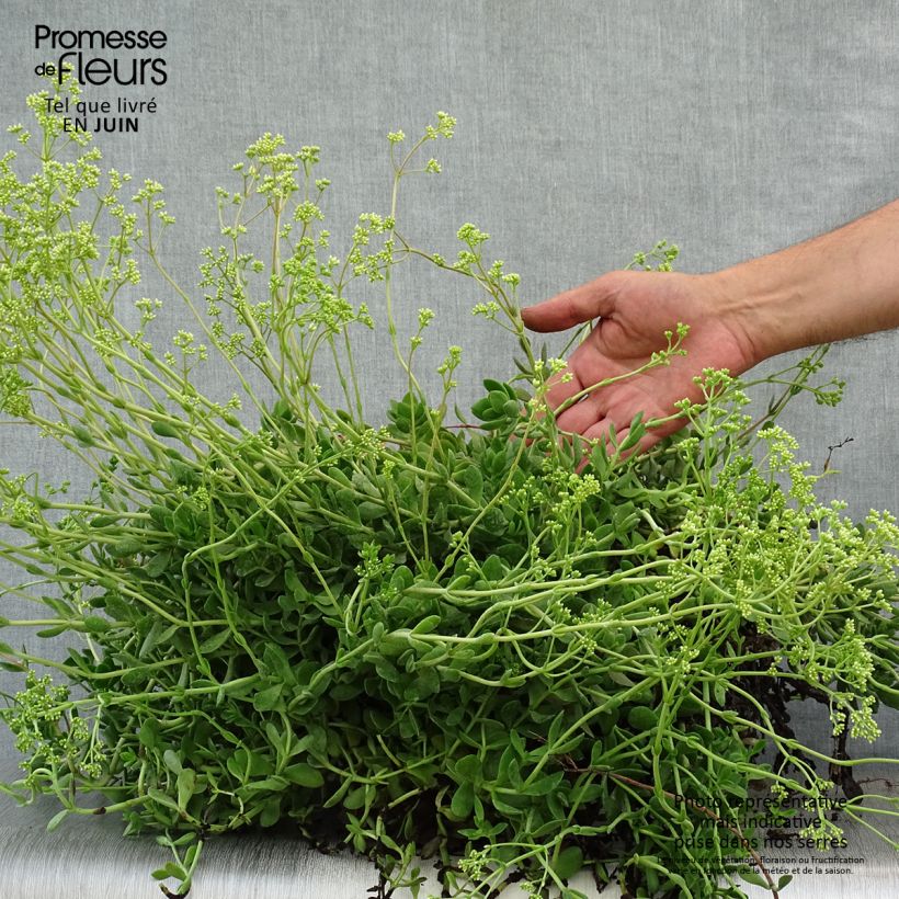 Amostra de Crassula pubescens subsp. radicans Small Red Vaso de 2 L/3 L tal como entregue no verão