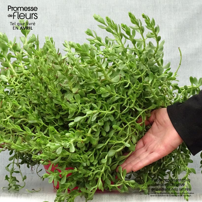 Amostra de Crassula radicans Small Red - Carpette rouge Pot de 2L/3L tal como entregue na primavera