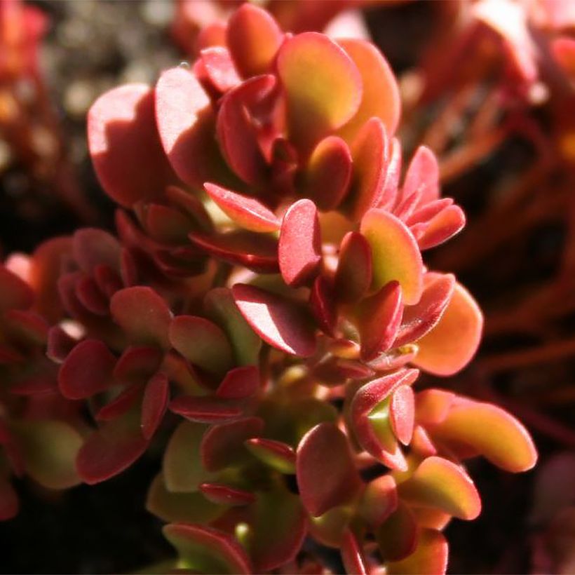 Crassula pubescens subsp. radicans Small Red (Folhagem)