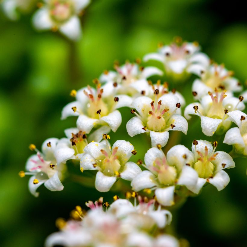 Crassula rupestris subsp. marnieriana (Floração)