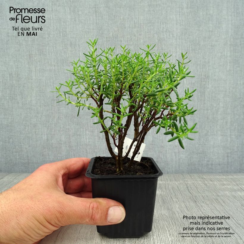 Amostra de Crassula sarcocaulis Vaso de 8/9 cm tal como entregue na primavera