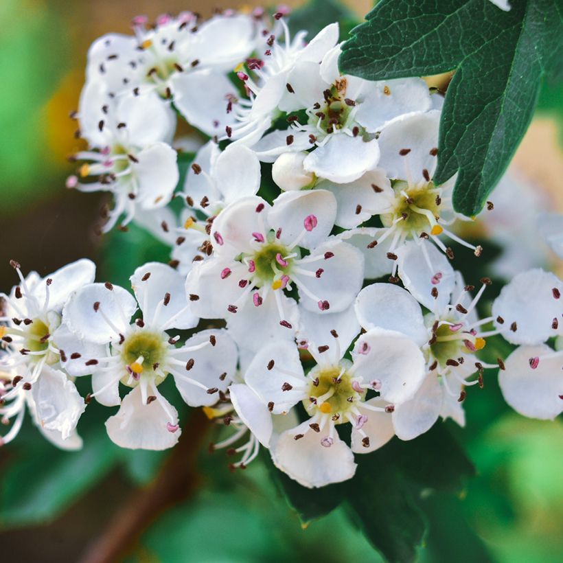 Crataegus azarolus (Floração)