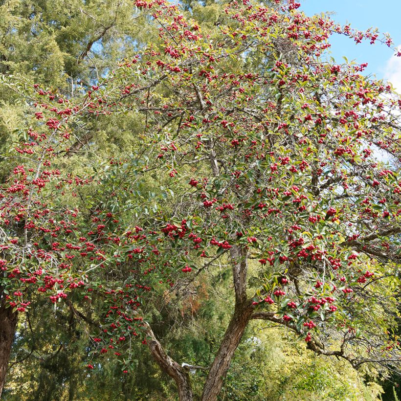 Crataegus crus (Hábito)