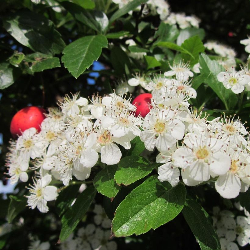 Crataegus grignonensis (Floração)