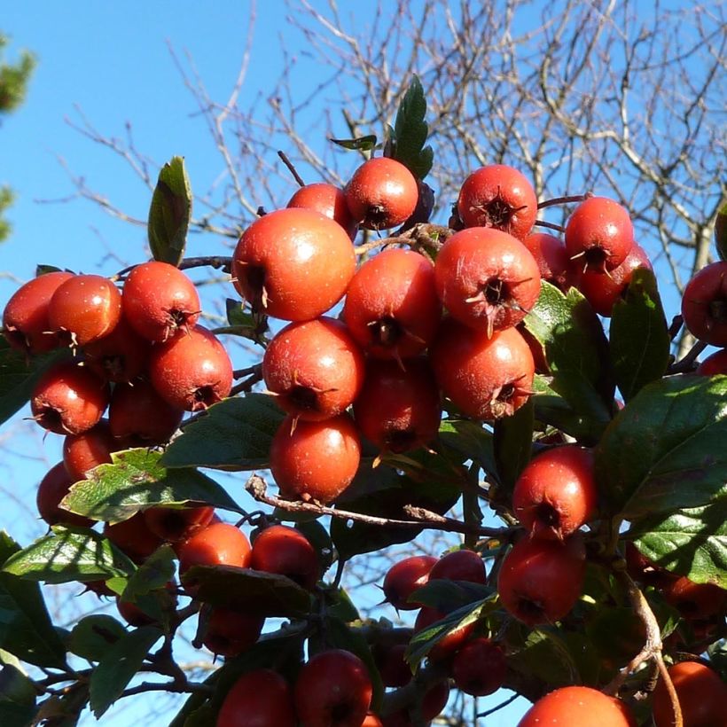 Crataegus grignonensis (Colheita)