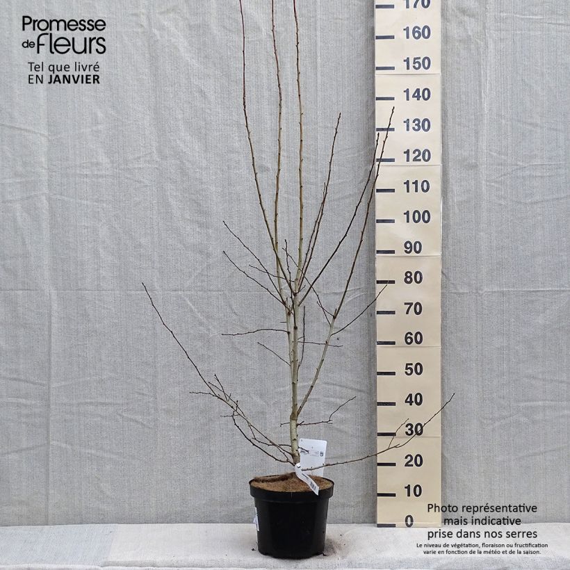 Amostra de Crataegus grignonensis - Aubépine de Grignon Vaso de 7,5 L/10 L tal como entregue no inverno