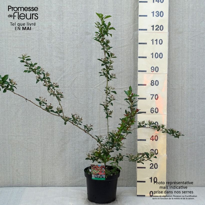 Amostra de Crataegus grignonensis Vaso de 7,5 L/10 L tal como entregue na primavera